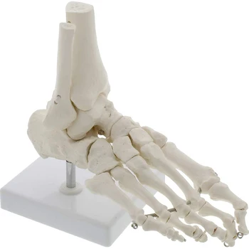 Анатомическая модель скелета голеностопного сустава стопы в натуральную величину, Медицинский дисплей, Учебный инструмент, Медицинские научные Канцелярские принадлежности для школы 1: 1 Новый